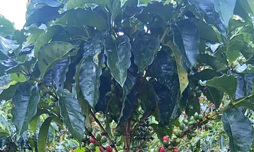 San Pedro Gesha