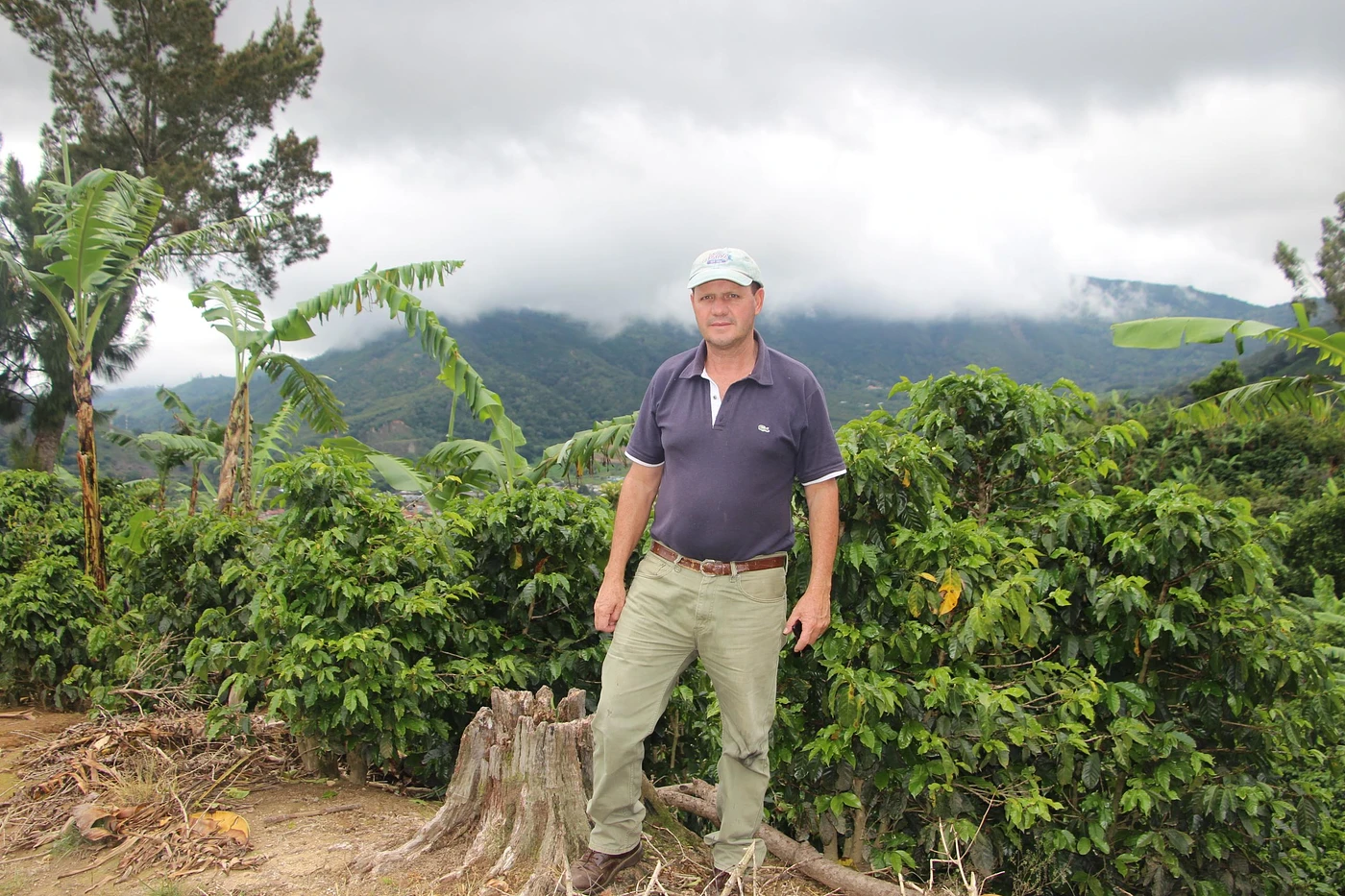 Purchase Gamboa coffee with flavors of Red Apple, Blackberry, Caramel, Nutty