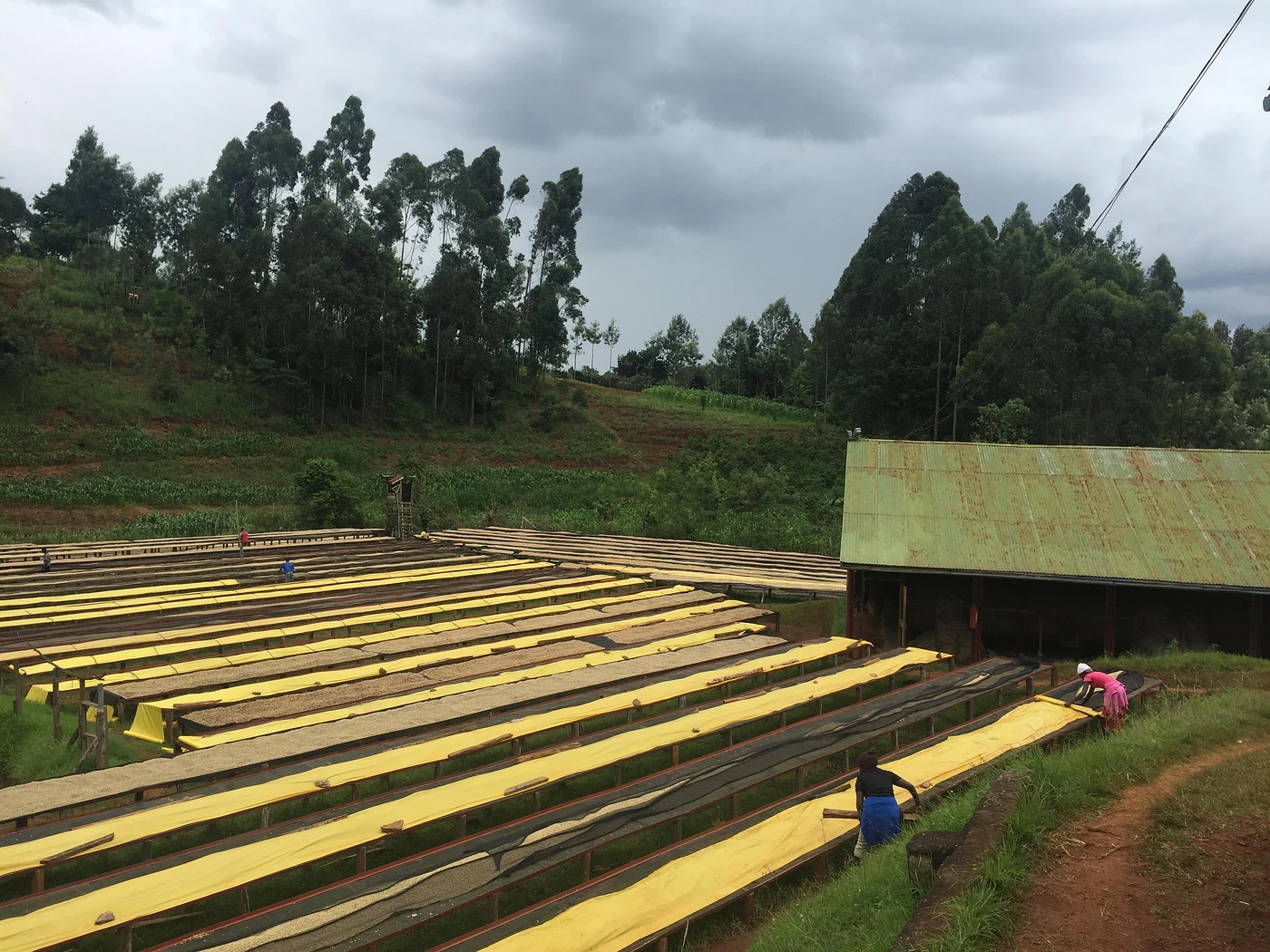 Purchase Gaturiri AB coffee with flavors of Tasting Notes: Grapefruit, Molasses, Tangy