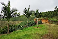 Classic: La Virgen #1